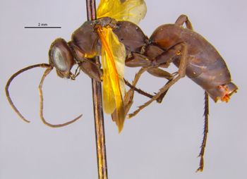 Media type: image;   Entomology 15805 Aspect: habitus lateral view